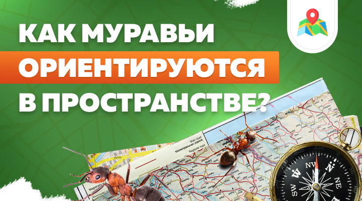 Плохо вижу, но отлично чувствую: как муравьи ориентируются в пространстве